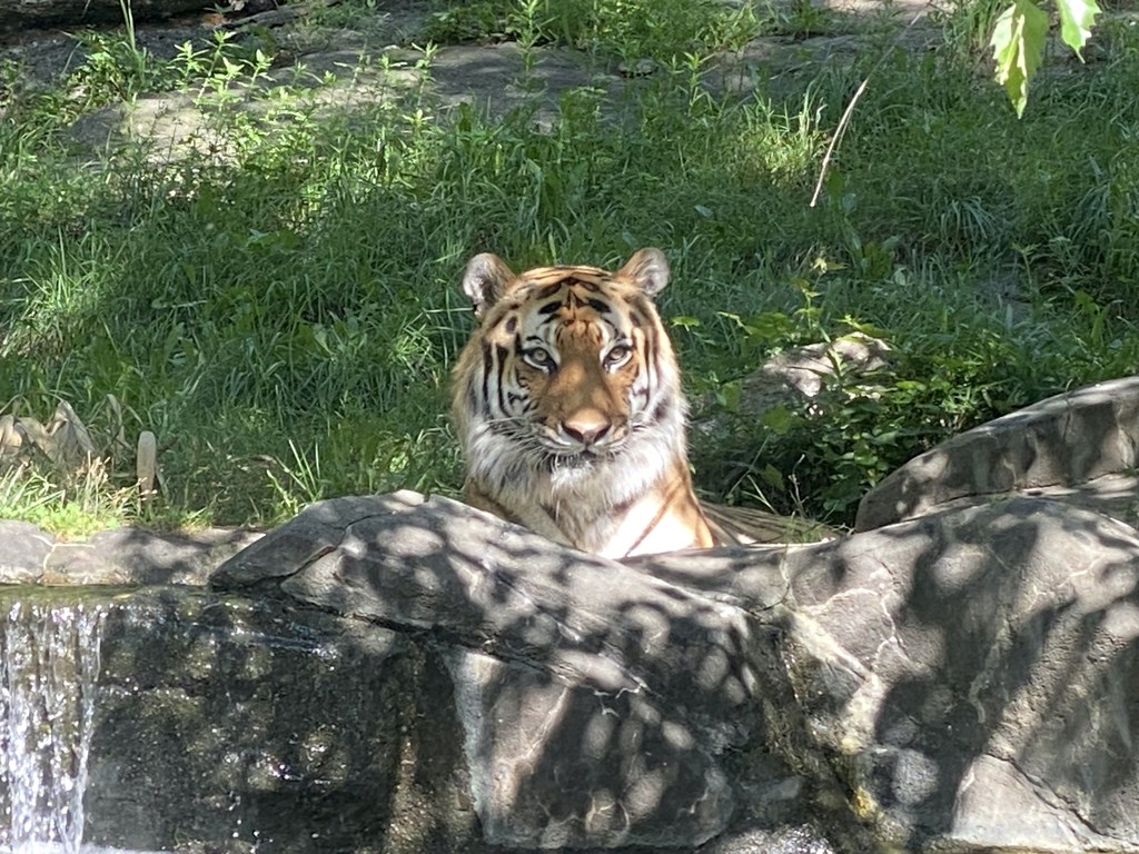 A tiger cools off in a stream on a hot day in Chitwan National Park, Nepal. Thanks to efforts by local communities and the government, the park’s tiger population has rebounded but the species remains critically endangered.